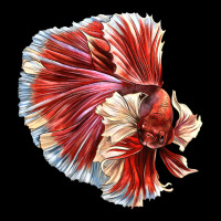 Betta Fish Ladies Tee | Teevron