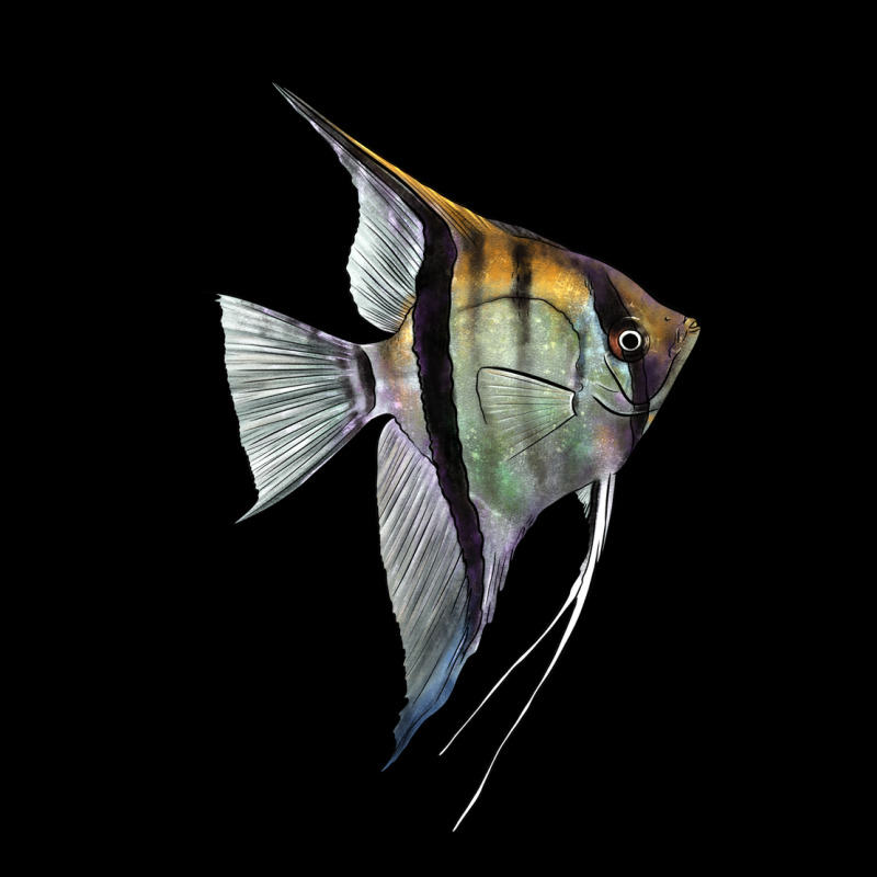 Angelfish Ladies Tee by LillyAllenDesigns | Teevron