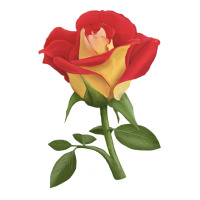 Ketchup And Mustard Rose | Teevron