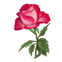 Love At First Sight Rose | Teevron