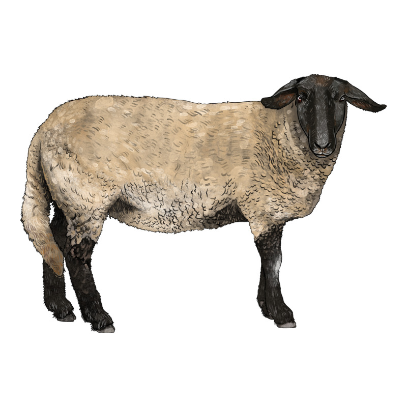 Suffolk Sheep Premium Tee by LillyAllenDesigns | Teevron
