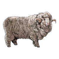 rambouillet sheep | Teevron