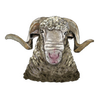 rambouillet sheep head | Teevron