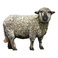 Hampshire Sheep Premium Tee | Teevron