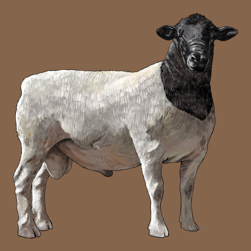Dorper Sheep Premium Tee by LillyAllenDesigns | Teevron