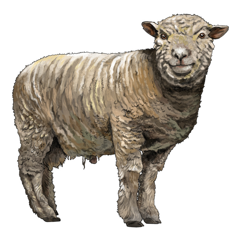 Southdown Sheep Premium Tee by LillyAllenDesigns | Teevron