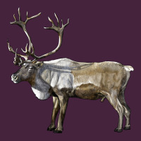 Reindeer Buck Deer Premium Tee | Teevron