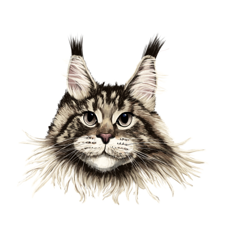 Maine Coon Cat Face Premium Tee by LillyAllenDesigns | Teevron
