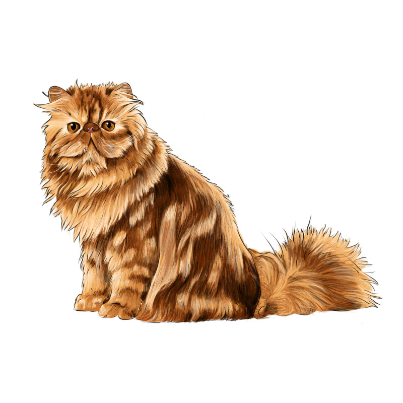 Persian Cat Premium Tee by LillyAllenDesigns | Teevron