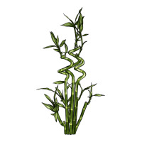 Lucky Bamboo | Teevron