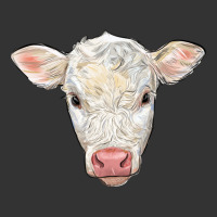 charolais calf face | Teevron