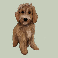 Maltipoo Ladies Tee | Teevron