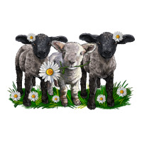 baby sheeps with daisies | Teevron