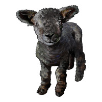 southdown baby sheep | Teevron