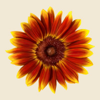Little Becka Sunflower Premium Tee | Teevron