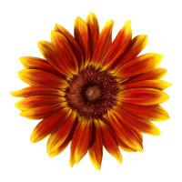 little becka sunflower | Teevron