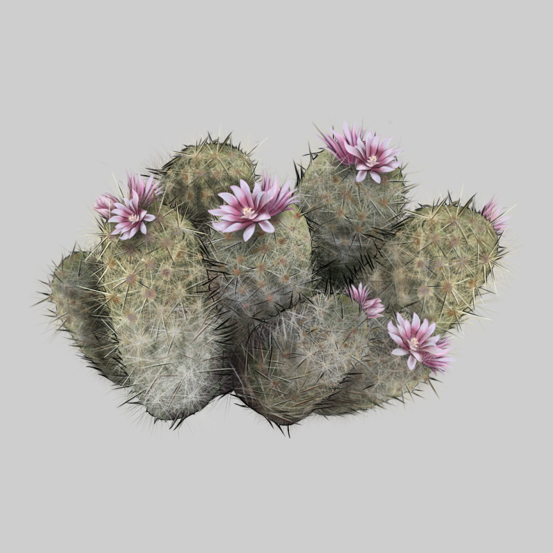 Cob Beehive Cactus Premium Tee by LillyAllenDesigns | Teevron