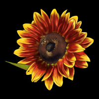 Ring O Fine Sunflower Premium Tee | Teevron