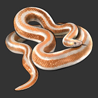 Rosy Boa Snake Illustrations | Teevron