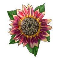 crimson blaze sunflower | Teevron