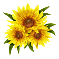 maximillian perennial sunflower | Teevron
