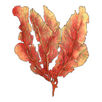 pink venus fan sea coral | Teevron