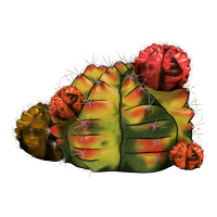 Gymnocalycium Variegated Cactus | Teevron
