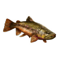brown trout | Teevron