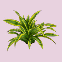 Lemon Lime Dracaena Leaf Ladies Tee | Teevron