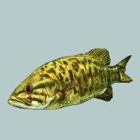 Smallmouth Bass Fish Illustrations Heavy Core Tee | Teevron