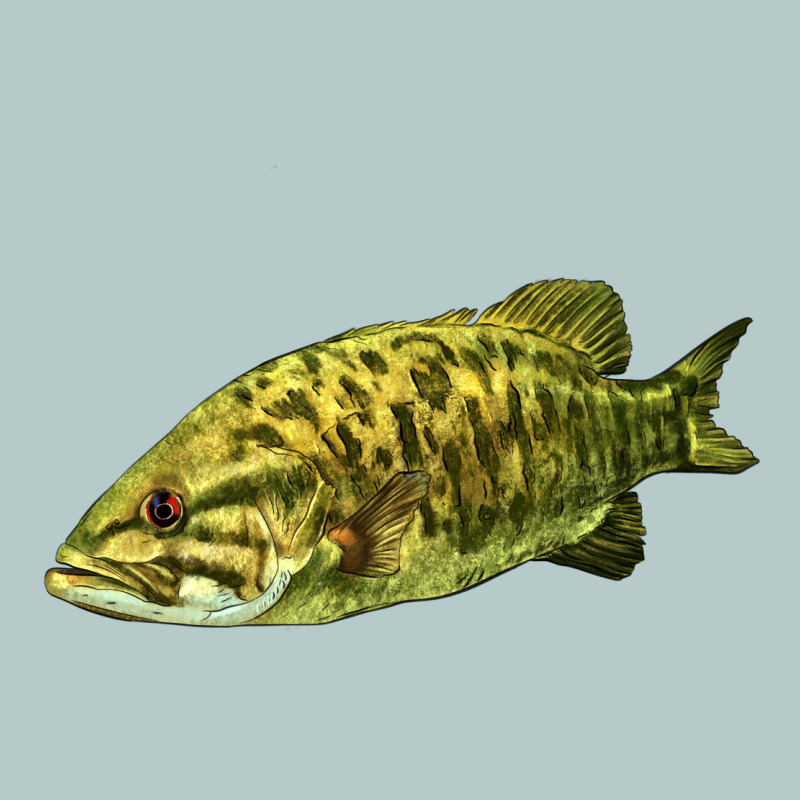 Smallmouth Bass Fish Illustrations Heavy Core Tee by LillyAllenDesigns | Teevron