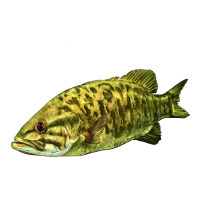 Smallmouth Bass Fish Illustrations | Teevron