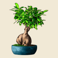 Ficus Ginsenge Ladies Tee | Teevron