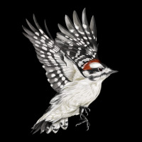 Flying Downy Woodpecker Premium Tee | Teevron