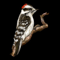 Downy Woodpecker Premium Tee | Teevron