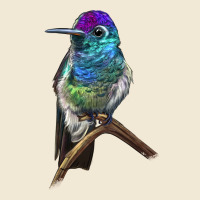 Rivoli`s Hummingbird Premium Tee | Teevron