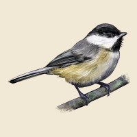 Black Capped Chickadee Premium Tee | Teevron