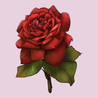Oklahoma Rose Illustrations Ladies Tee | Teevron