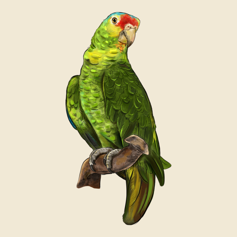New Zealand Paraket Parrot Premium Tee by LillyAllenDesigns | Teevron
