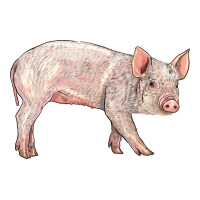 american yorkshire pig  baby | Teevron