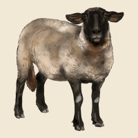 Suffolk Ewe Ladies Tee | Teevron
