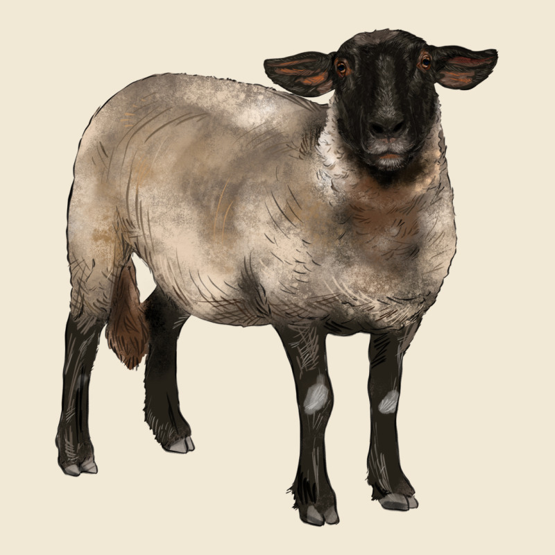 Suffolk Ewe Ladies Tee by BarkalooDesign | Teevron