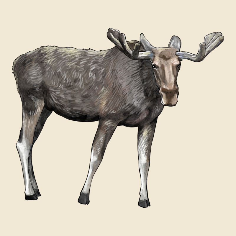 Moose Buck Deer Premium Tee by LillyAllenDesigns | Teevron