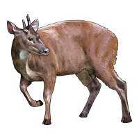 Red Brocket Buck Deer | Teevron