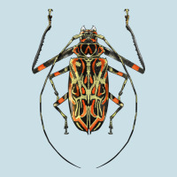Acrocinus Beetle Illustrations Ladies Tee | Teevron