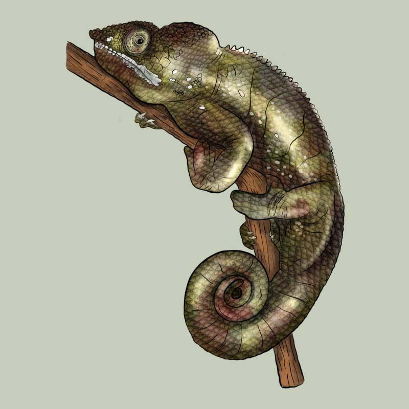 Green Chameleon Lizard Illustrations Ladies Tee by LillyAllenDesigns | Teevron