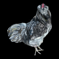 Ameraucana Rooster Premium Tee | Teevron