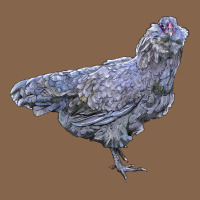Ameraucana Chicken Premium Tee | Teevron