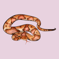 Copperhead Snake Illustrations Ladies Tee | Teevron