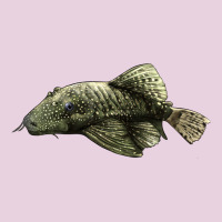 Bristlenose Placo Ladies Tee | Teevron